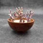 Purple Coral Piece Pocillopora Acuta (1 piece approx. 2+ inches) Branching Purple Coral Piece for coastal decor crafts & collections!