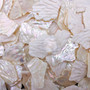 White Abalone Pearlized Assorted Pieces (10 pieces approx. 0.75+ inches) Iridescent Abalone shell fragments for jewelry arts & crafts! Copyright 2025 SeaShellSupply.com.