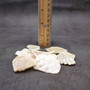 White Abalone Pearlized Assorted Pieces (10 pieces approx. 0.75+ inches) Iridescent Abalone shell fragments for jewelry arts & crafts! Copyright 2025 SeaShellSupply.com.