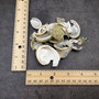 Natural Green Baby Abalone Fragments (Approx. 2 kilograms 0.75+ inches) B GRADE Baby Green Abalone shell pieces for décor arts & crafts! Copyright 2025 SeaShellSupply.com.