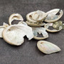 Natural Green Baby Abalone Fragments (Approx. 2 kilograms 0.75+ inches) B GRADE Baby Green Abalone shell pieces for décor arts & crafts! Copyright 2025 SeaShellSupply.com.