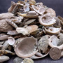 Natural Green Baby Abalone Fragments (Approx. 2 kilograms 0.75+ inches) B GRADE Baby Green Abalone shell pieces for décor arts & crafts! Copyright 2025 SeaShellSupply.com.