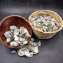 Natural Green Baby Abalone Fragments (Approx. 2 kilograms 0.75+ inches) B GRADE Baby Green Abalone shell pieces for décor arts & crafts! Copyright 2025 SeaShellSupply.com.