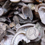 Natural Green Baby Abalone Fragments (Approx. 2 kilograms 0.75+ inches) B GRADE Baby Green Abalone shell pieces for décor arts & crafts!