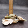 Natural Green Baby Abalone Fragments (Approx. 2 kilograms 0.75+ inches) B GRADE Baby Green Abalone shell pieces for décor arts & crafts!