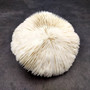 Mushroom Coral White Fungia Repanda (1 coral approx 5.5+ inches) Coastal White Mushroom Coral for home decor & coastal display! Copyright 2025 SeaShellSupply.com.