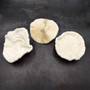 Mushroom Coral White Fungia Repanda (1 coral approx 5.5+ inches) Coastal White Mushroom Coral for home decor & coastal display! Copyright 2025 SeaShellSupply.com.