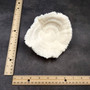 Mushroom Coral White Fungia Repanda (1 coral approx 5.5+ inches) Coastal White Mushroom Coral for home decor & coastal display! Copyright 2025 SeaShellSupply.com.