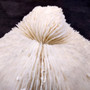 Mushroom Coral White Fungia Repanda (1 coral approx 5.5+ inches) Coastal White Mushroom Coral for home decor & coastal display! Copyright 2025 SeaShellSupply.com.