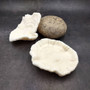 Mushroom Coral White Fungia Repanda (1 coral approx 5.5+ inches) Coastal White Mushroom Coral for home decor & coastal display! Copyright 2025 SeaShellSupply.com.