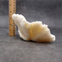 Mushroom Coral White Fungia Repanda (1 coral approx 5.5+ inches) Coastal White Mushroom Coral for home decor & coastal display! Copyright 2025 SeaShellSupply.com.