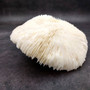 Mushroom Coral White Fungia Repanda (1 coral approx 5.5+ inches) Coastal White Mushroom Coral for home decor & coastal display! Copyright 2025 SeaShellSupply.com.