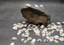 Pacific Sugar Limpet Seashells Patelloida Saccharina (approx. half cup 45+ shells 0.5+ inches) Pacific Sugar Limpet Shell for jewelry & art!
