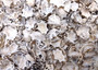Star Limpet Seashells Pacific Sugar (appx. 47-50 pcs.) - (.5-1 inches) - Patelloida Saccharina. Multiple umbrella topper shaped shells with black accents. Copyright 2025 SeaShellSupply.com