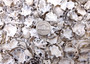 Star Limpet Seashells Pacific Sugar (appx. 47-50 pcs.) - (.5-1 inches) - Patelloida Saccharina. Multiple umbrella topper shaped shells with black accents. Copyright 2025 SeaShellSupply.com.