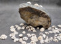 Star Limpet Seashells Pacific Sugar (appx. 47-50 pcs.) - (.5-1 inches) - Patelloida Saccharina. Multiple umbrella topper shaped shells with black accents. Copyright 2025 SeaShellSupply.com.