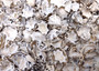 Pacific Sugar Limpet Seashells Patelloida Saccharina (approx. half cup +/-45 shells 0.5+ inches) Pacific Limpet Shell for jewelry & art!