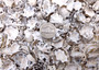 Pacific Sugar Limpet Seashells Patelloida Saccharina (approx. half cup +/-45 shells 0.5+ inches) Pacific Limpet Shell for jewelry & art!