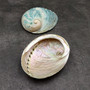 Natural Aqua Green Abalone Shell Haliotis Iris (1 shell approx 3+ inches) Blue Green Abalone shell for arts crafts collecting & display! Copyright 2025 SeaShellSupply.com.