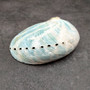 Natural Aqua Green Abalone Shell Haliotis Iris (1 shell approx 3+ inches) Blue Green Abalone shell for arts crafts collecting & display! Copyright 2025 SeaShellSupply.com.