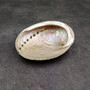 Natural Aqua Green Abalone Shell Haliotis Iris (1 shell approx 3+ inches) Blue Green Abalone shell for arts crafts collecting & display! Copyright 2025 SeaShellSupply.com.