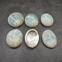 Natural Aqua Green Abalone Shell Haliotis Iris (1 shell approx 3+ inches) Blue Green Abalone shell for arts crafts collecting & display!