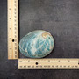Natural Aqua Green Abalone Shell Haliotis Iris (1 shell approx 3+ inches) Blue Green Abalone shell for arts crafts collecting & display!