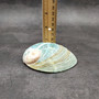 Natural Aqua Green Abalone Shell Haliotis Iris (1 shell approx 3+ inches) Blue Green Abalone shell for arts crafts collecting & display!