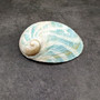 Natural Aqua Green Abalone Shell Haliotis Iris (1 shell approx 3+ inches) Blue Green Abalone shell for arts crafts collecting & display!
