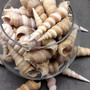 Purple Turitella Seashells Turitella Terebra (Approx. 1 pound +/-40 shells 2+ inches) B GRADE Spiral Turitella Shells for crafts & arts! Copyright 2025 SeaShellSupply.com.
