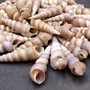 Purple Turitella Seashells Turitella Terebra (Approx. 1 pound +/-40 shells 2+ inches) B GRADE Spiral Turitella Shells for crafts & arts! Copyright 2025 SeaShellSupply.com.\n
