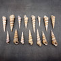 Purple Turitella Seashells Turitella Terebra (Approx. 1 pound +/-40 shells 2+ inches) B GRADE Spiral Turitella Shells for crafts & arts! Copyright 2025 SeaShellSupply.com.\n
