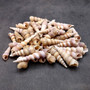 Purple Turitella Seashells Turitella Terebra (Approx. 1 pound +/-40 shells 2+ inches) B GRADE Spiral Turitella Shells for crafts & arts! Copyright 2025 SeaShellSupply.com.\n