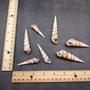 Purple Turitella Seashells Turitella Terebra (Approx. 1 pound +/-40 shells 2+ inches) B GRADE Spiral Turitella Shells for crafts & arts! Copyright 2025 SeaShellSupply.com.\n