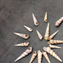 Purple Turitella Seashells Turitella Terebra (Approx. 1 pound +/-40 shells 2+ inches) B GRADE Spiral Turitella Shells for crafts & arts! Copyright 2025 SeaShellSupply.com.\n
