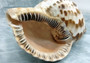 Caribbean Triton Seashell Charonia Tritonis (1 shell approx. 7+ inches) B GRADE Perfect shells for coastal crafting decor & collections!