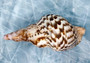 Caribbean Triton Seashell Charonia Tritonis (1 shell approx. 7+ inches) B GRADE Perfect shells for coastal crafting decor & collections!