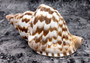 Caribbean Triton Seashell Charonia Tritonis (1 shell approx. 7+ inches) B GRADE Perfect shells for coastal crafting decor & collections!