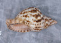 Caribbean Triton Seashell Charonia Tritonis (1 shell approx. 7+ inches) B GRADE Perfect shells for coastal crafting decor & collections!