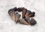 Telescope Snail Seashells Dark Brown Telescopium Telescopium (10 shells approx. 1+ inches) Brown Telescope Shells for crafting & collecting! Copyright 2026 SeaShellSupply.com.