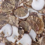 Flat Pixie Scallop Seashells Gold Tint Brown Black Pecten (58 shells approx. 0.75+ inches) Flat Pixie Scallop Shells for jewelry & crafts! Copyright 2025 SeaShellSupply.com.