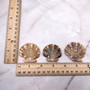 Flat Pixie Scallop Seashells Gold Tint Brown Black Pecten (58 shells approx. 0.75+ inches) Flat Pixie Scallop Shells for jewelry & crafts! Copyright 2025 SeaShellSupply.com.