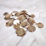 Flat Pixie Scallop Seashells Gold Tint Brown Black Pecten (58 shells approx. 0.75+ inches) Flat Pixie Scallop Shells for jewelry & crafts! Copyright 2025 SeaShellSupply.com.