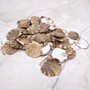 Flat Pixie Scallop Seashells Gold Tint Brown Black Pecten (58 shells approx. 0.75+ inches) Flat Pixie Scallop Shells for jewelry & crafts! Copyright 2025 SeaShellSupply.com.