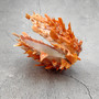 Orange Purple Spiny Oyster Pair Spondylus Barbatus (1 shell pair approx 6X4X3 inches) B GRADE Colorful natural coastal décor for display!