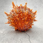 Orange Purple Spiny Oyster Pair Spondylus Barbatus (1 shell pair approx 6X4X3 inches) B GRADE Colorful natural coastal décor for display!