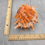 Orange Purple Spiny Oyster Pair Spondylus Barbatus (1 shell pair approx 6X4X3 inches) B GRADE Colorful natural coastal décor for display!