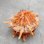 Orange Purple Spiny Oyster Pair Spondylus Barbatus (1 shell pair approx 6X4X3 inches) B GRADE Colorful natural coastal décor for display!