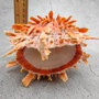 Orange Purple Spiny Oyster Pair Spondylus Barbatus (1 shell pair approx 6X4X3 inches) B GRADE Colorful natural coastal décor for display!