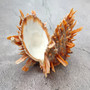 Orange Purple Spiny Oyster Pair Spondylus Barbatus (1 shell pair approx 4X3X2 inches) B GRADE Natural seashell gift for coastal home decor! Copyright 2026 SeaShellSupply.com.
